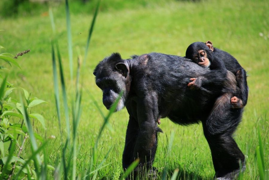 Affe mit Affenbaby auf dem Rücken/Tragen